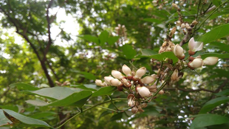 pongamia flowers