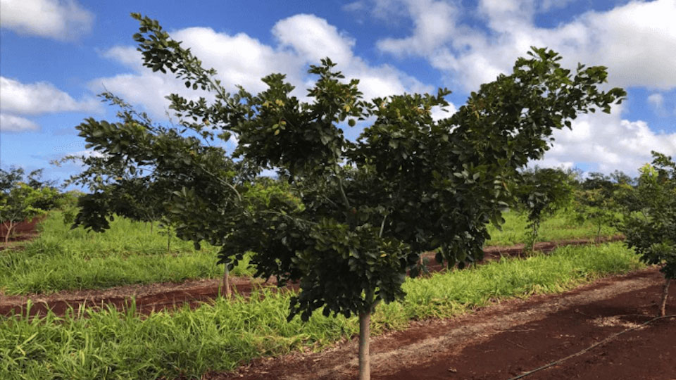 pongamia tree in field