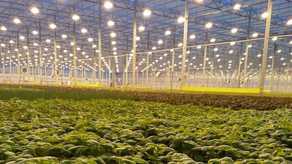 greenhouse with overhead lights