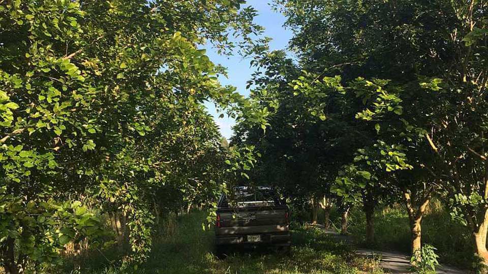 truck in pongamia field