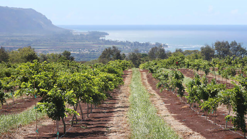 terviva pongamia field in haleiwa hawaii