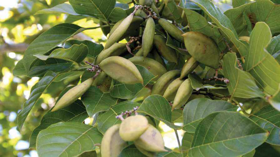 pongamia seeds and leaves