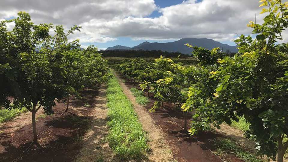 terviva pongamia fields hawaii