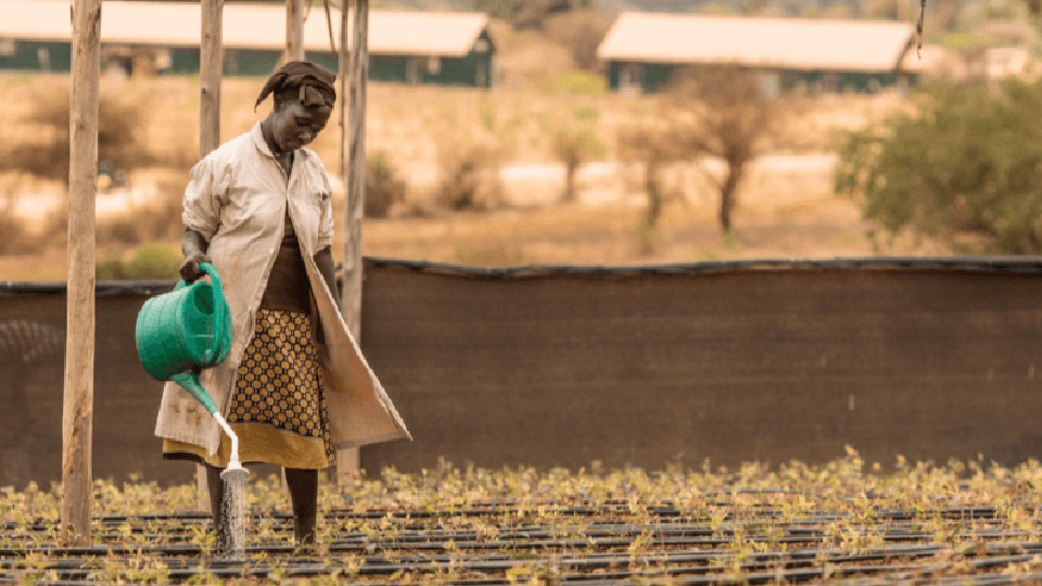 girl watering pongamia trees