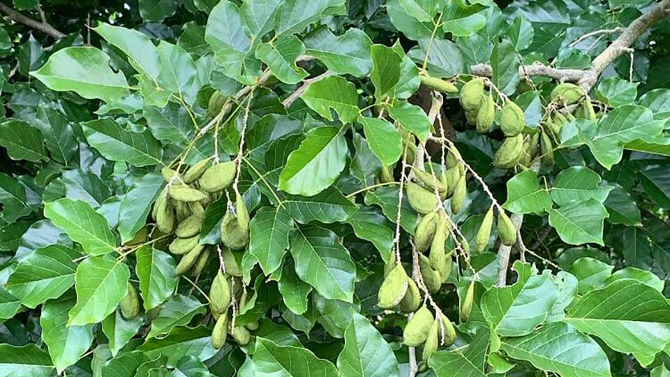 sustainable agriculture news pongamia tree leaves and seeds