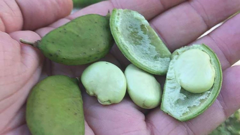 pongamia seeds in hand