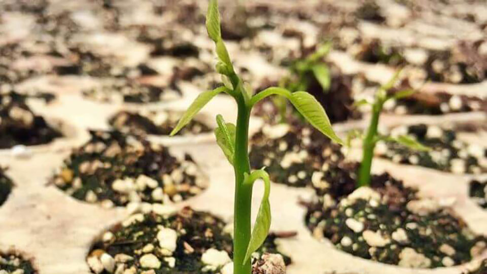 pongamia sprout in ground