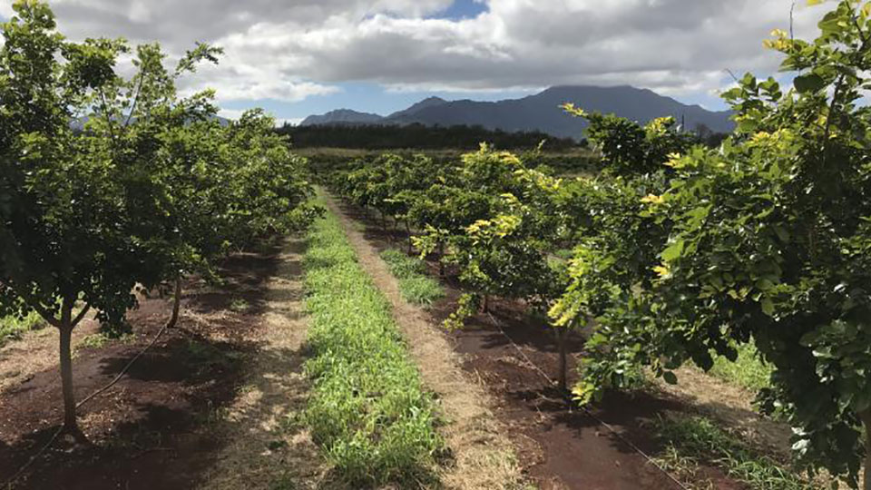 row of pongamia trees in field